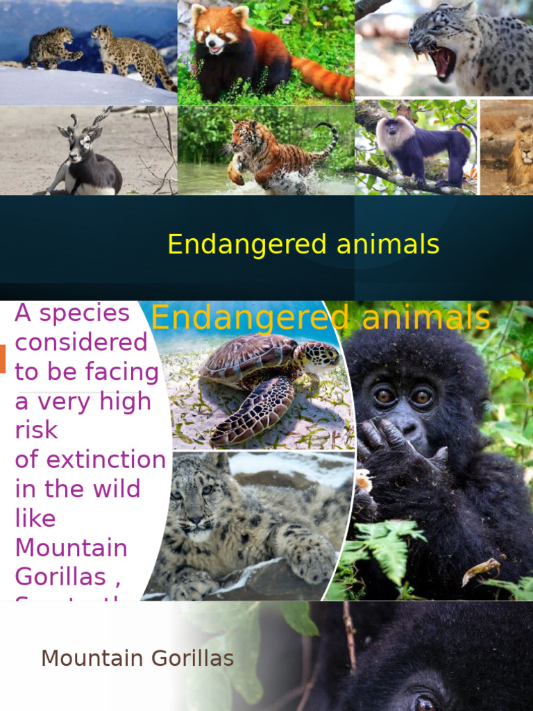 Animals | PDF | Endangered Species | Gorilla