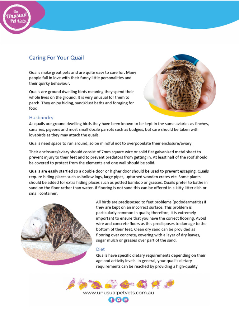 Quail Feeding and Care Guide | PDF | Diet (Nutrition) | Diet & Nutrition