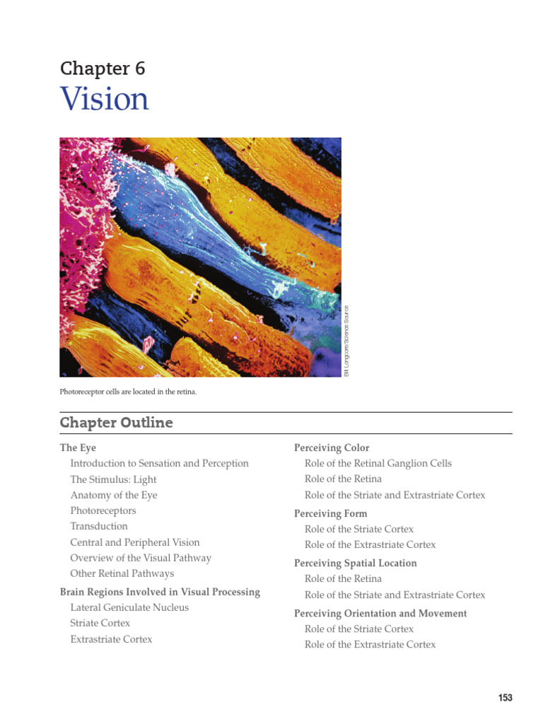 Understanding Vision and Perception | PDF | Retina | Perception
