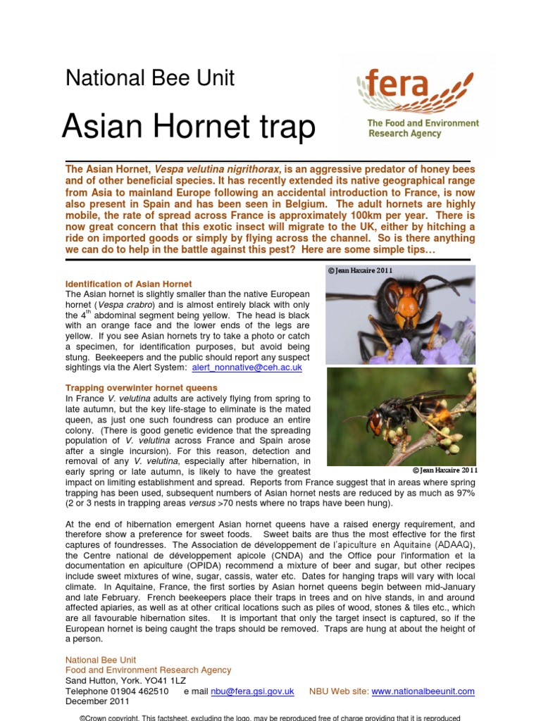 Asian Hornet Trap, NBU Leaflet | PDF | Beekeeping | Insects