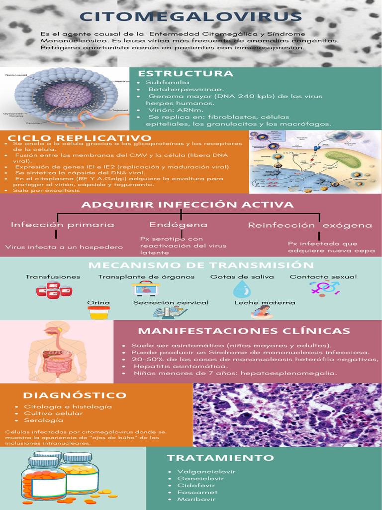 Citomegalovirus 20241025 200513 0000 | PDF | Virus | Microbiología