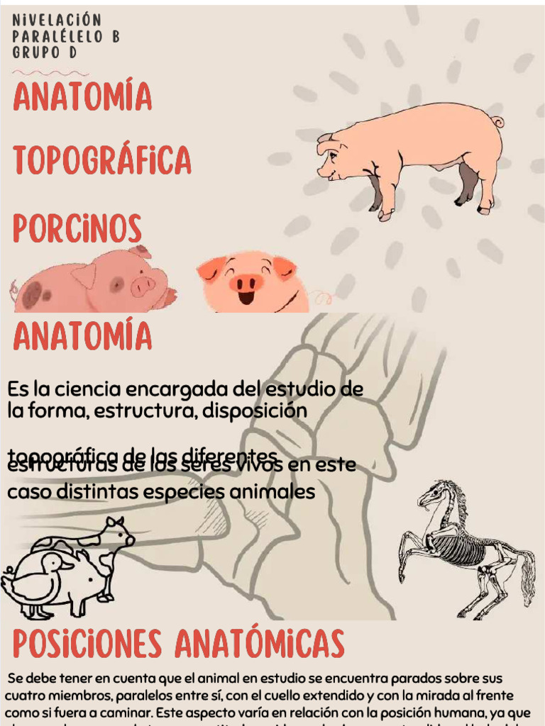 Anatom a Topogr fica En Porcinos PDF T rminos Anat micos De Ubicaci n