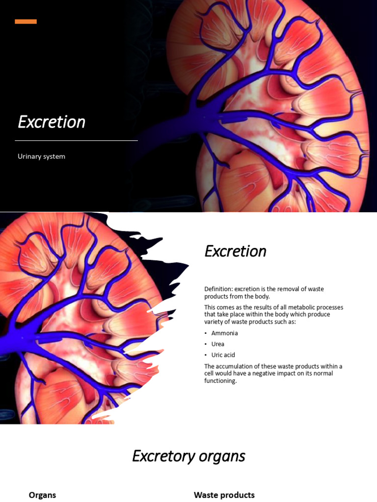 Wa0001. | PDF | Kidney | Urinary System