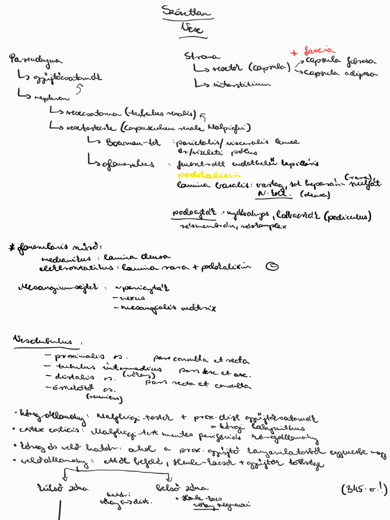 Szövettan Vese | PDF