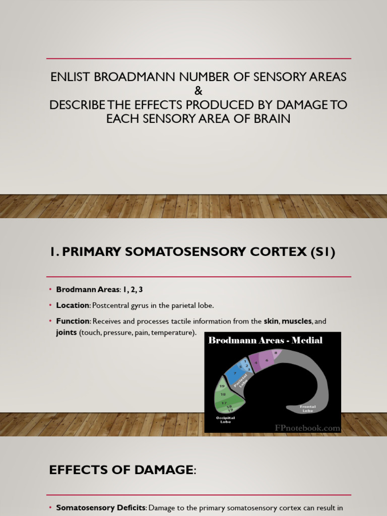 Sensory Areas of Brain 2 | PDF | Parietal Lobe | Somatosensory System