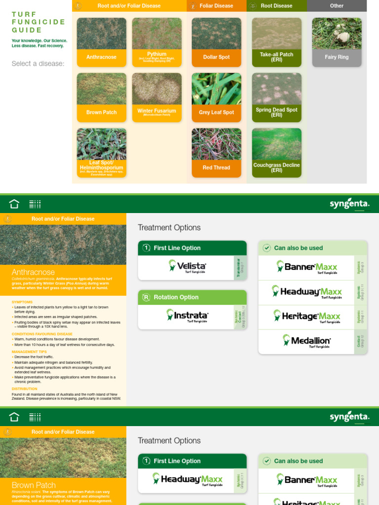 Interactive Turf Disease Fungicide Guide | PDF | Plants | Botany