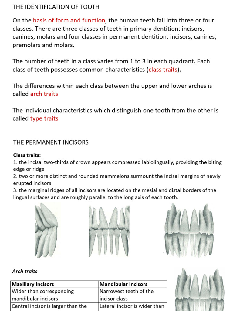 Tooth Identification and Class Traits | PDF | Dental Anatomy | Tooth