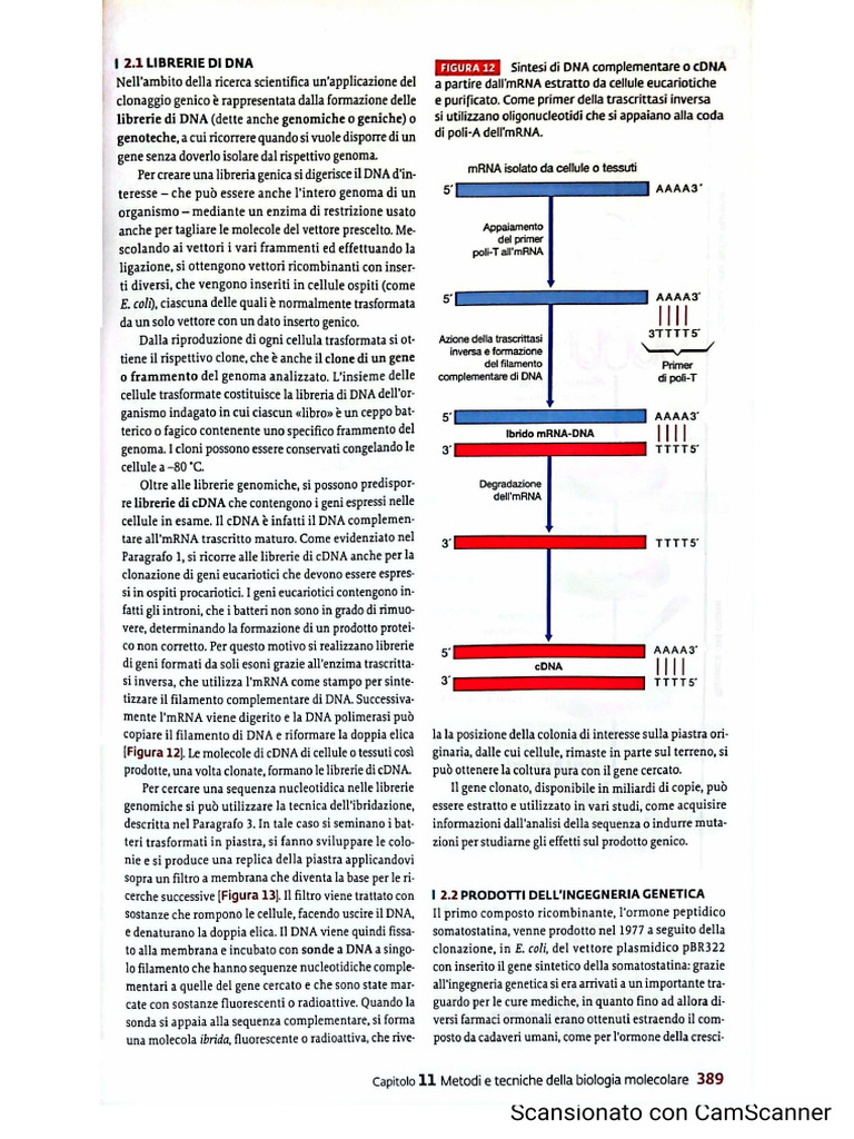 Librerie Di Dna e Prodotti Dell'ing - Genetica | PDF
