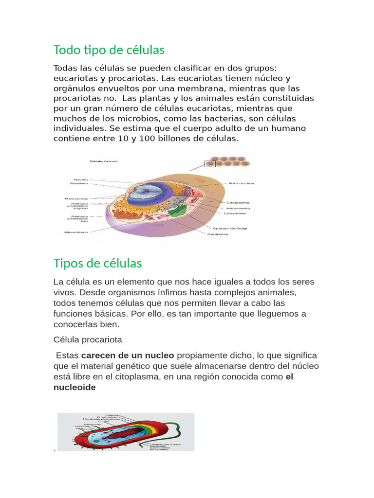 Tipos de Células: Eucariotas y Procariotas | PDF | Biología Celular ...