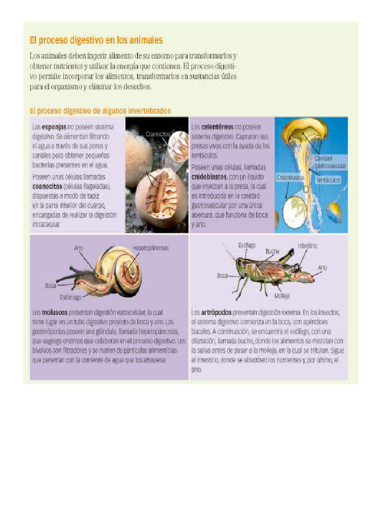 Proceso Digestivo En Los Invertebrados Pdf