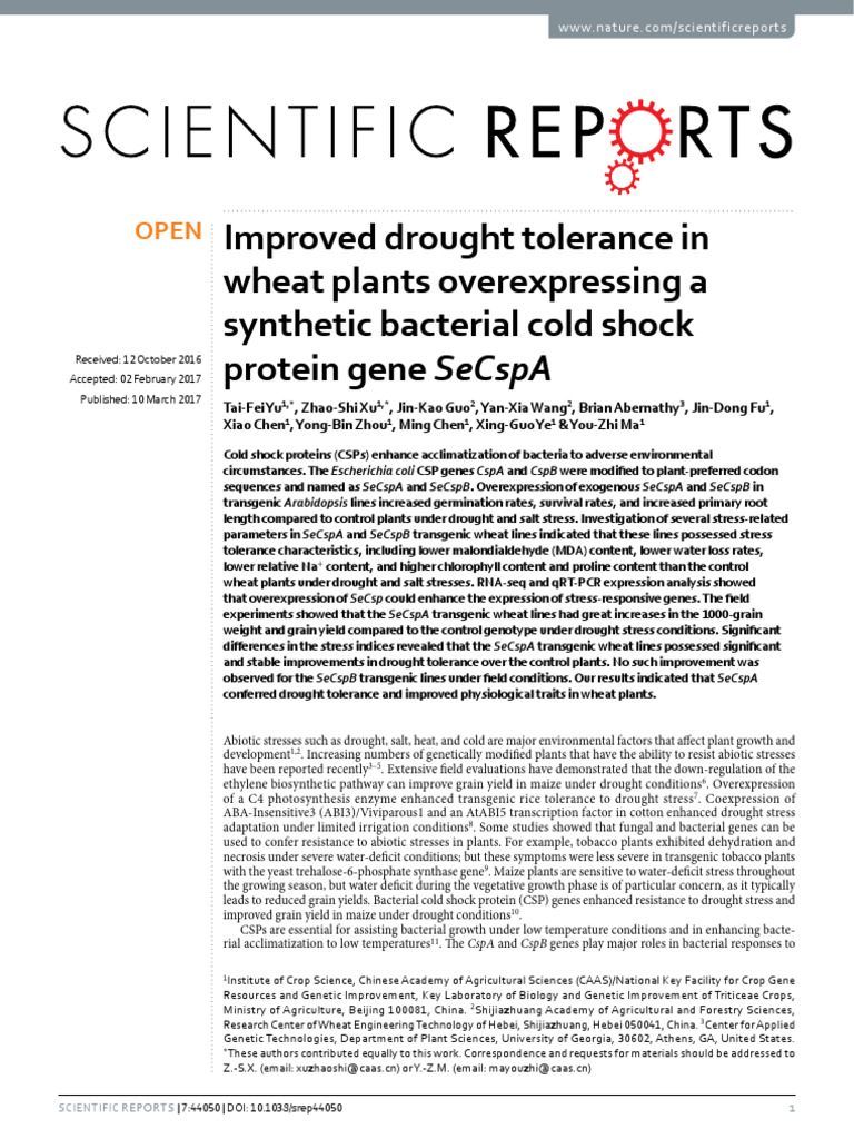 Enhanced Drought Tolerance in Wheat | PDF | Wheat | Genetics