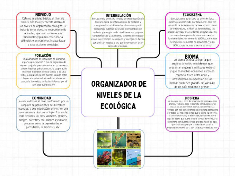 Organizador de Niveles de La Ecología | PDF | Ecosistema | Ecología
