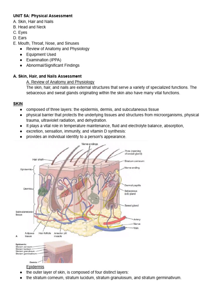 Understanding Even and Unlabored Respiration | PDF | Heart | Neck