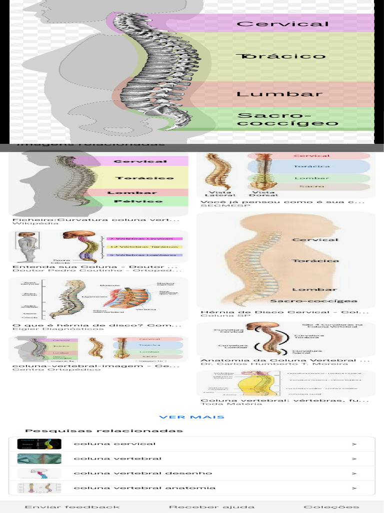 Anatomia da Coluna Vertebral | PDF | Ciências e Matemática