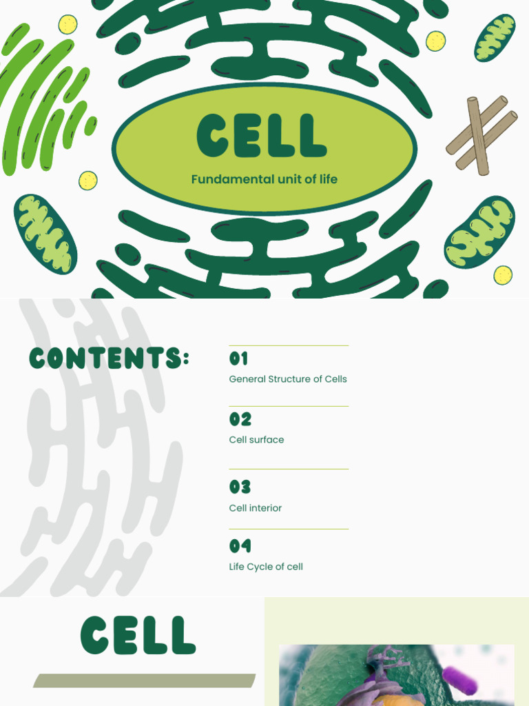 Understanding Cell Structure and Function | PDF | Mitosis | Cell Membrane