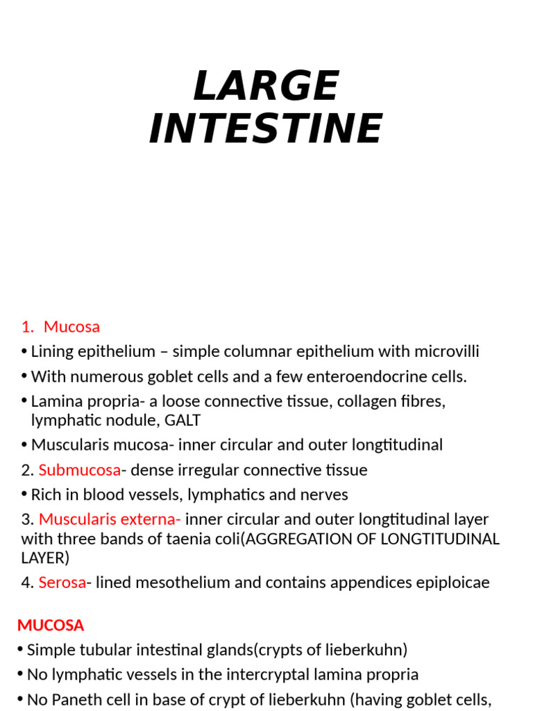 Anatomy of the Large Intestine and Appendix | PDF