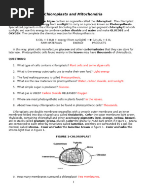 Chloroplasts and Mitochondria | PDF | Chloroplast | Photosynthesis
