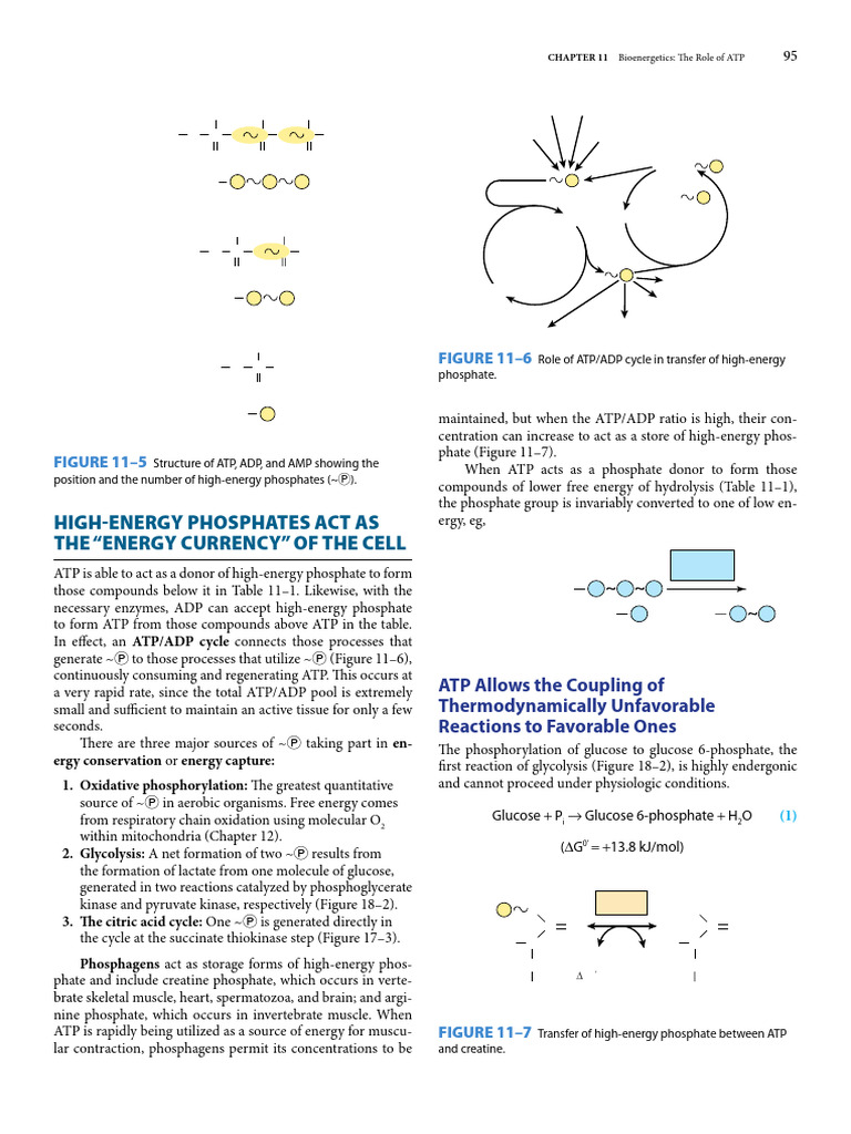 HDL Metabolism and Lipoprotein Function | PDF | Lipoprotein | High ...