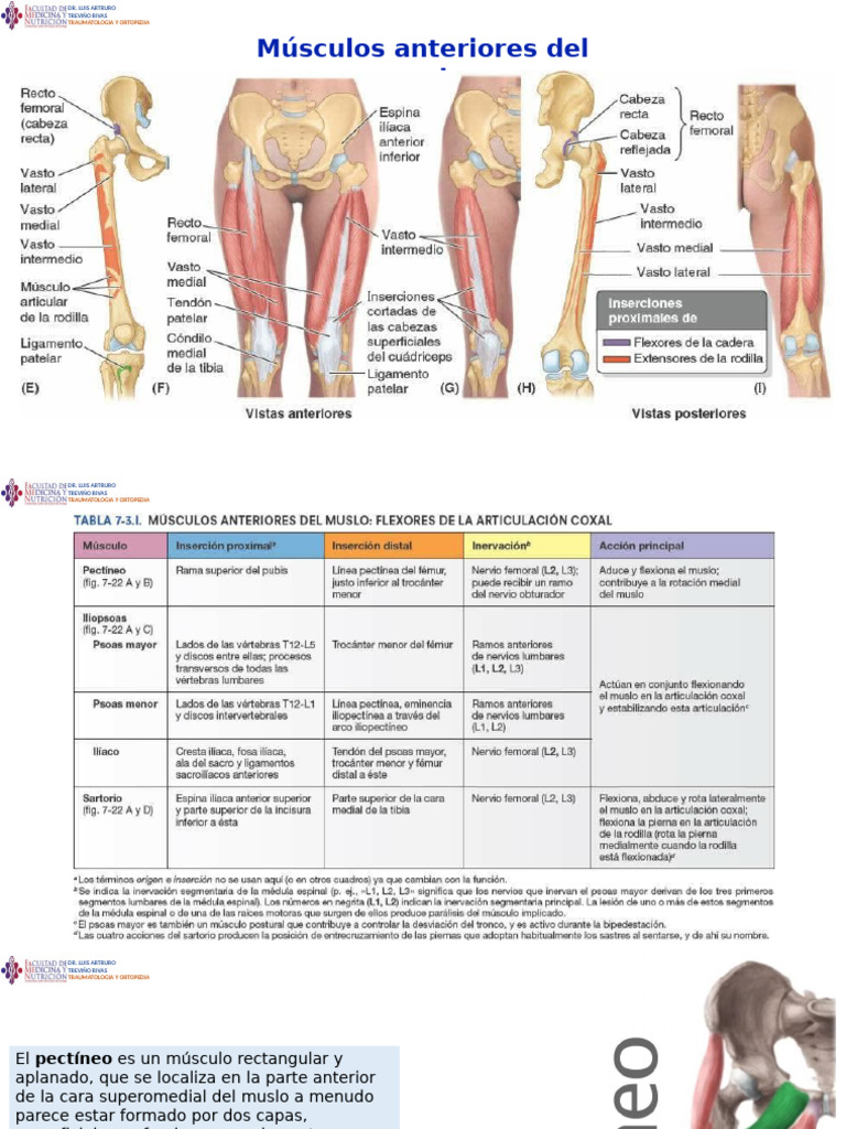 Musculos Anteriores Del Muslo 2023 | PDF | Anatomía del miembro ...
