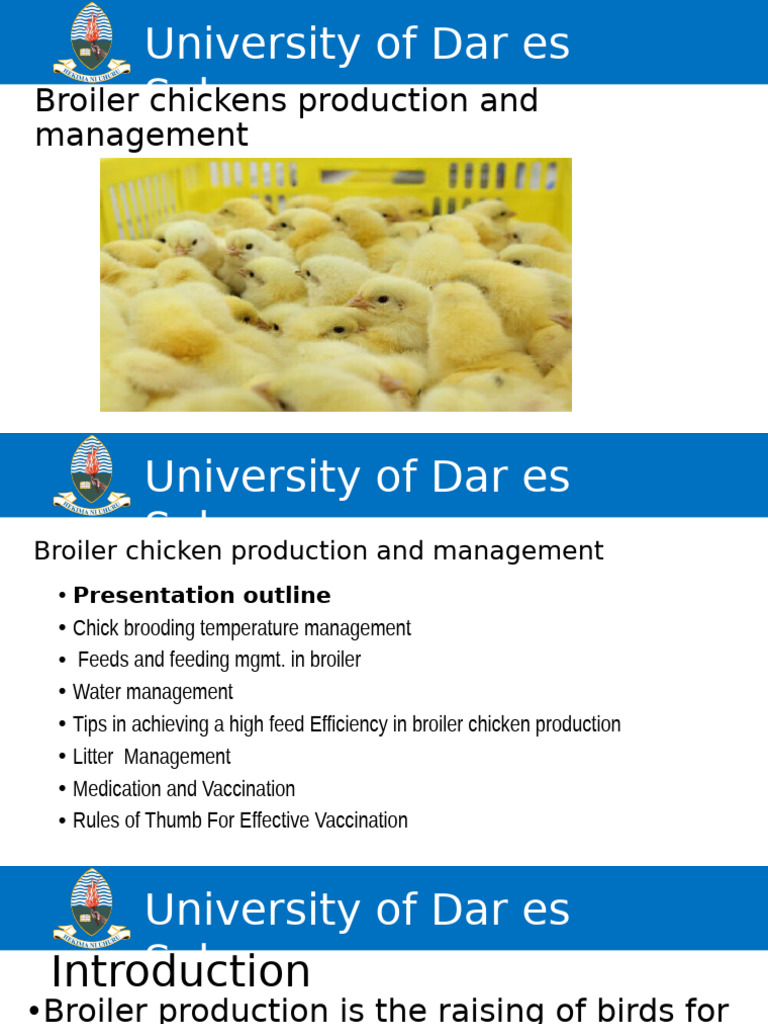 Broiler Chicken Management Guide | PDF | Broiler | Chicken
