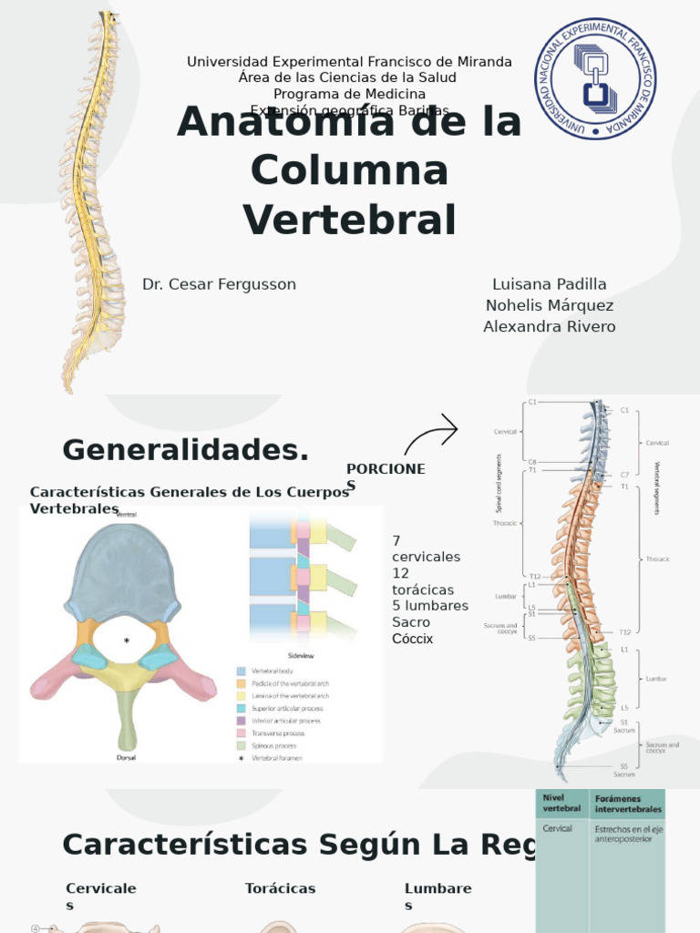 Anatomia de La Columna Vertebral | PDF | Vértebra | La columna vertebral