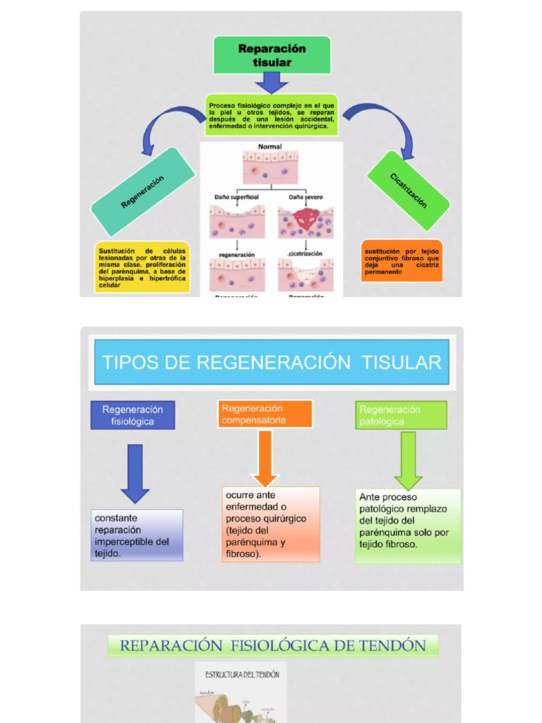 Reparacion Tisular | PDF | Ciencia y matemáticas