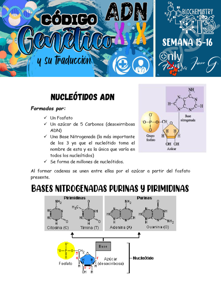 Adn, Código Genético y Su Traducción | PDF | Replicación De Adn ...