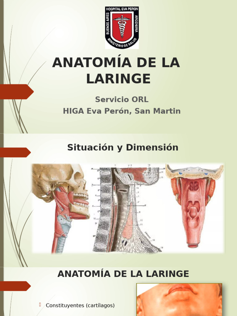 Anatomia De La Laringe Pdf Laringe Sistema Respiratorio