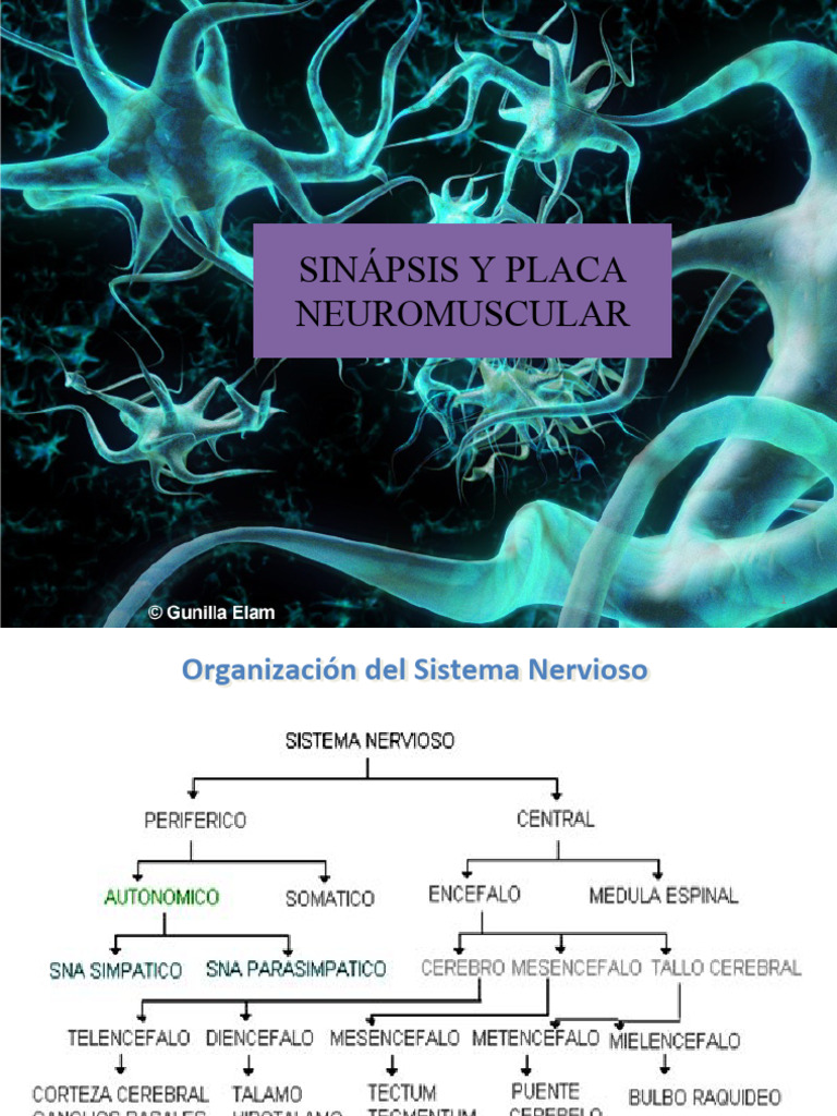 Sesión 3 Sinapsis y Placa Neuromuscular | PDF | Sinapsis | Neurona