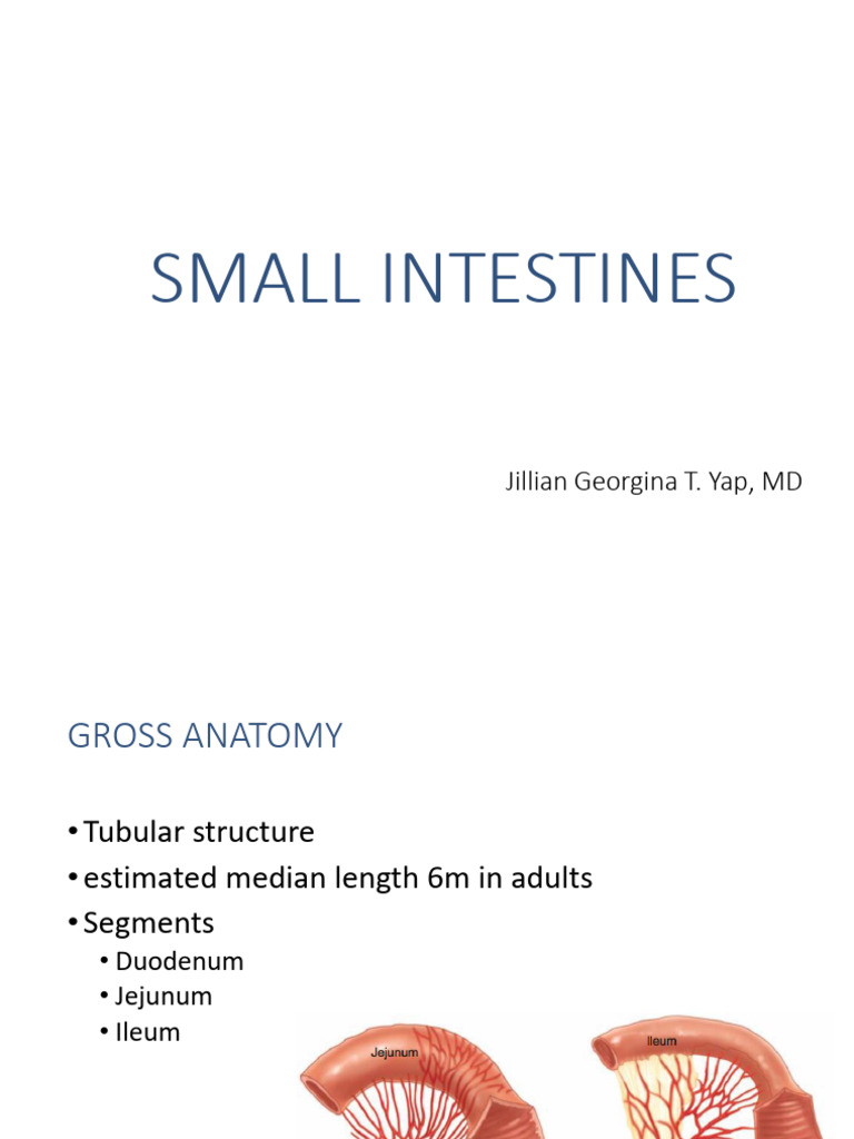 Small Intestine | PDF | Small Intestine | Crohn's Disease