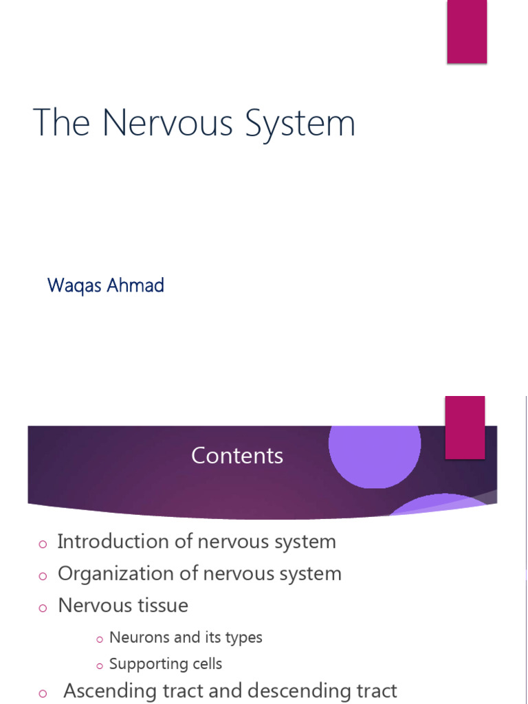 Overview of the Nervous System | PDF | Axon | Neuron