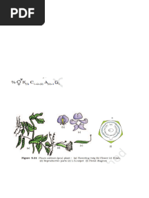 Neet 5 Families Botany