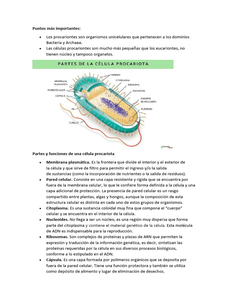 Celula procariota | PDF | Biología Celular) | Las bacterias