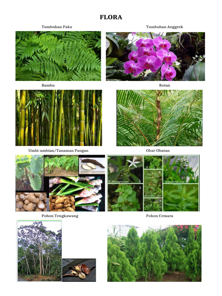 FLORA dan FAUNA | PDF