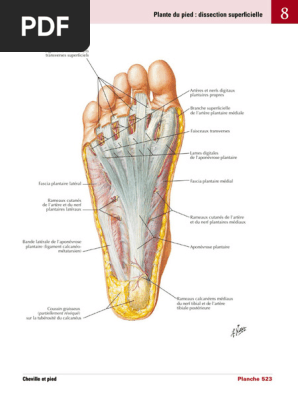 Anatomie de la plante du pied | PDF