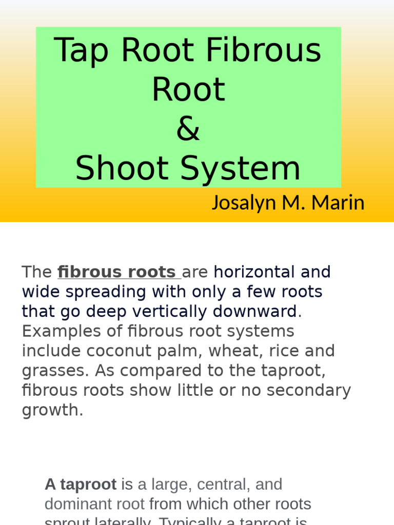 Differences Between Root Systems | PDF | Science & Mathematics ...