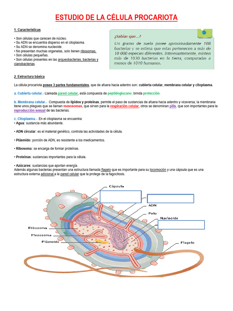 Estructura y características de células procariotas | PDF | Biología ...