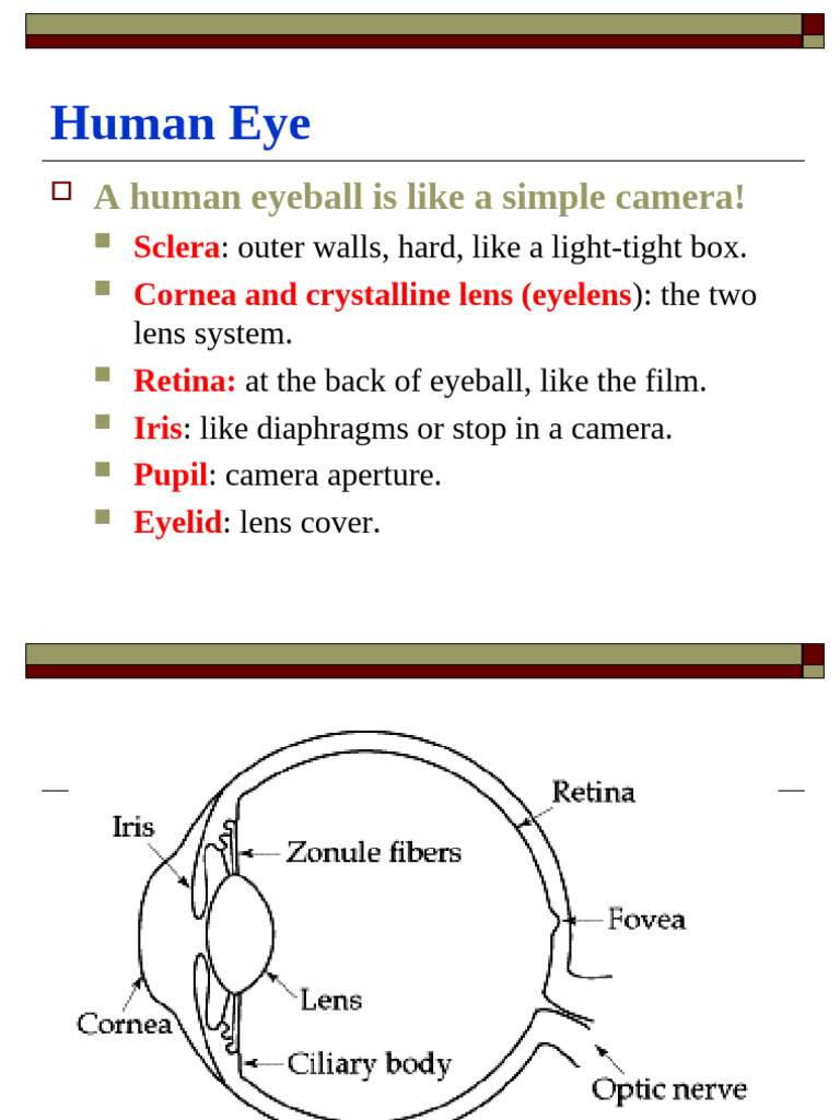 L15 | PDF | Human Eye | Cornea