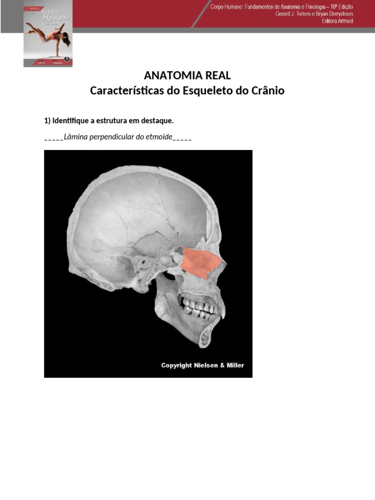 06 Características Do Esqueleto Do Crânio Pdf