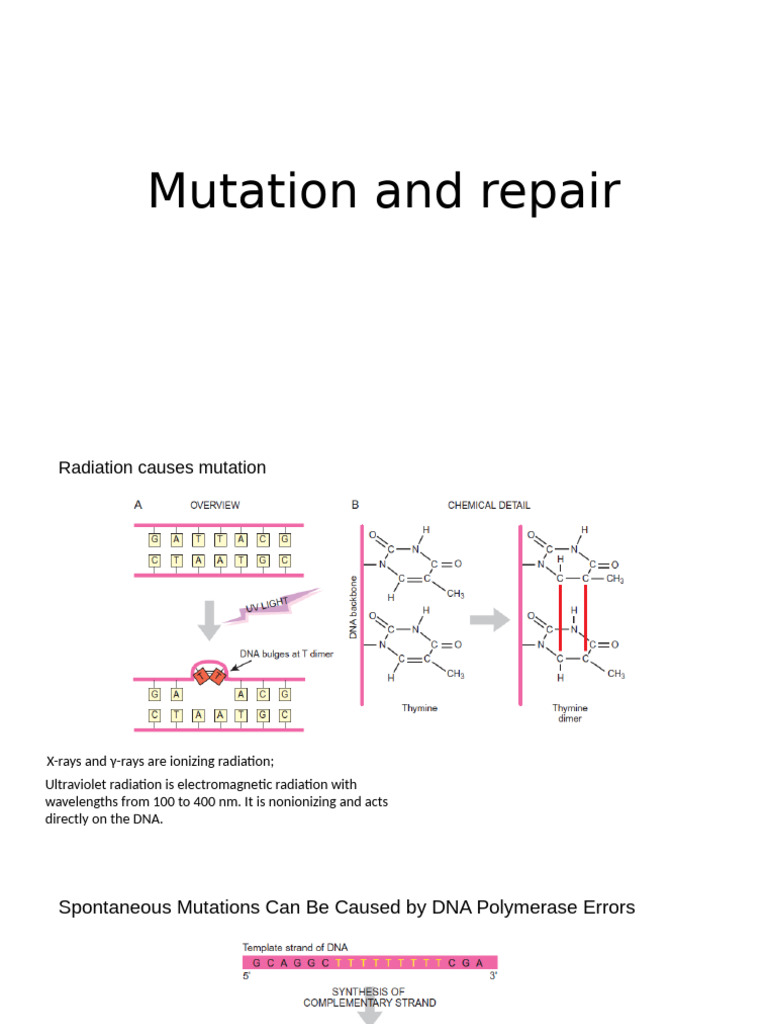 Mutation and DNA Repair Mechanisms | PDF | Wellness | Science & Mathematics