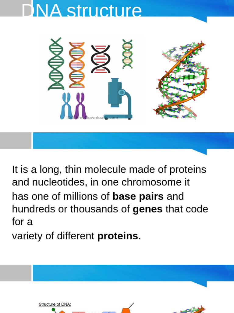 Understanding DNA Structure and Mutations | PDF | Self-Improvement ...