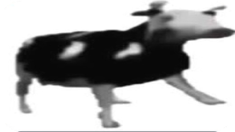 Cow Research Slides Pdf