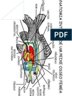Peixe Osseo