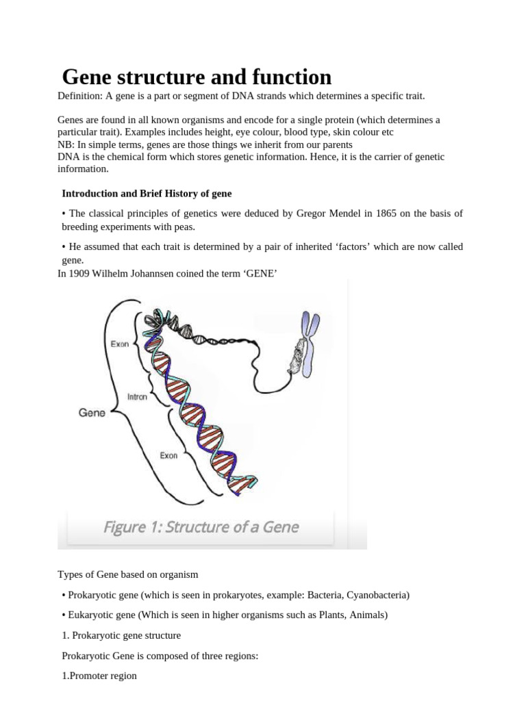 Gene Structure and Function Overview | PDF | Gene | Intron