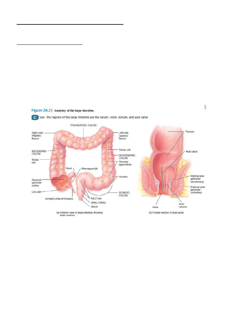 7.large Intestine | PDF | Large Intestine | Gastrointestinal Tract