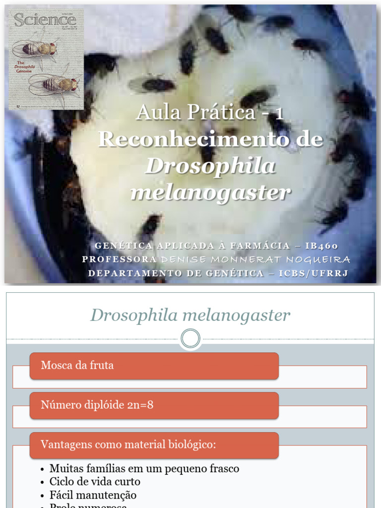 Aula Prtica 2 Reconhecimento de Drosophila Melanogaster | PDF ...