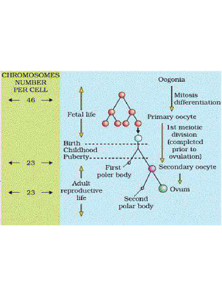 Oogenesis | PDF