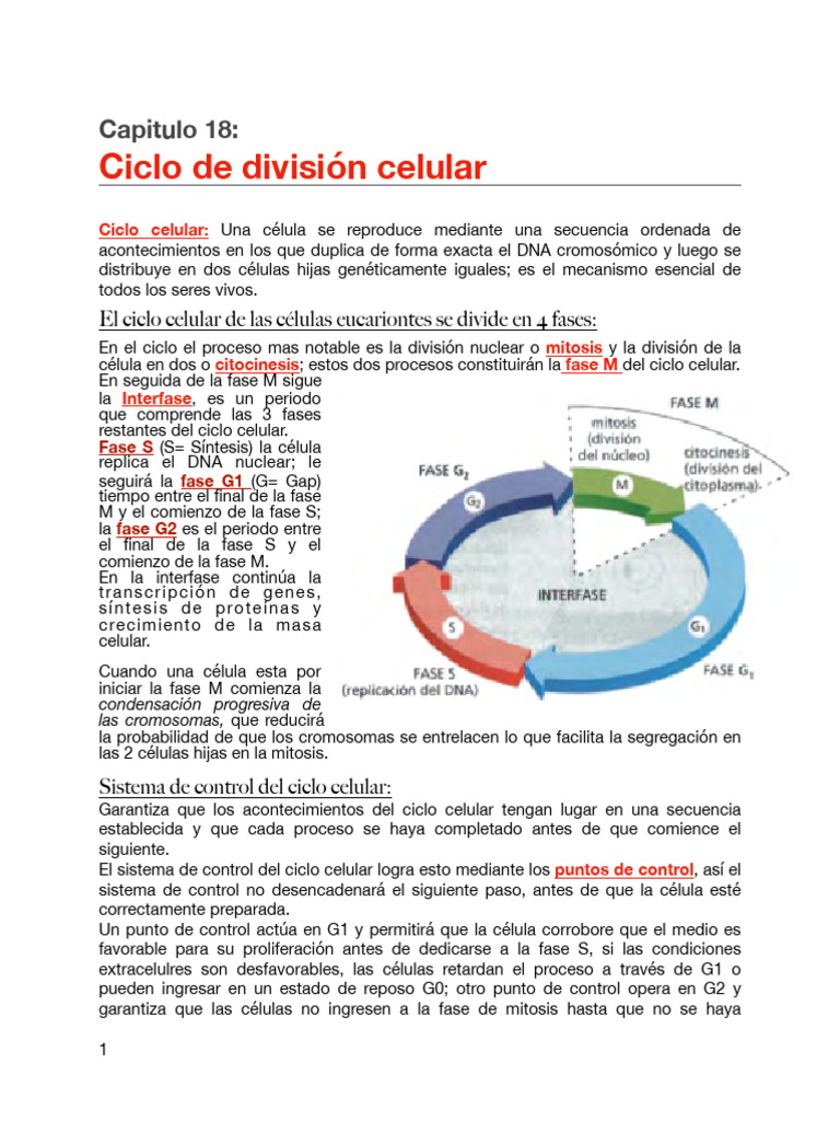 Control del ciclo celular y fase S | PDF | Ciclo celular | Mitosis
