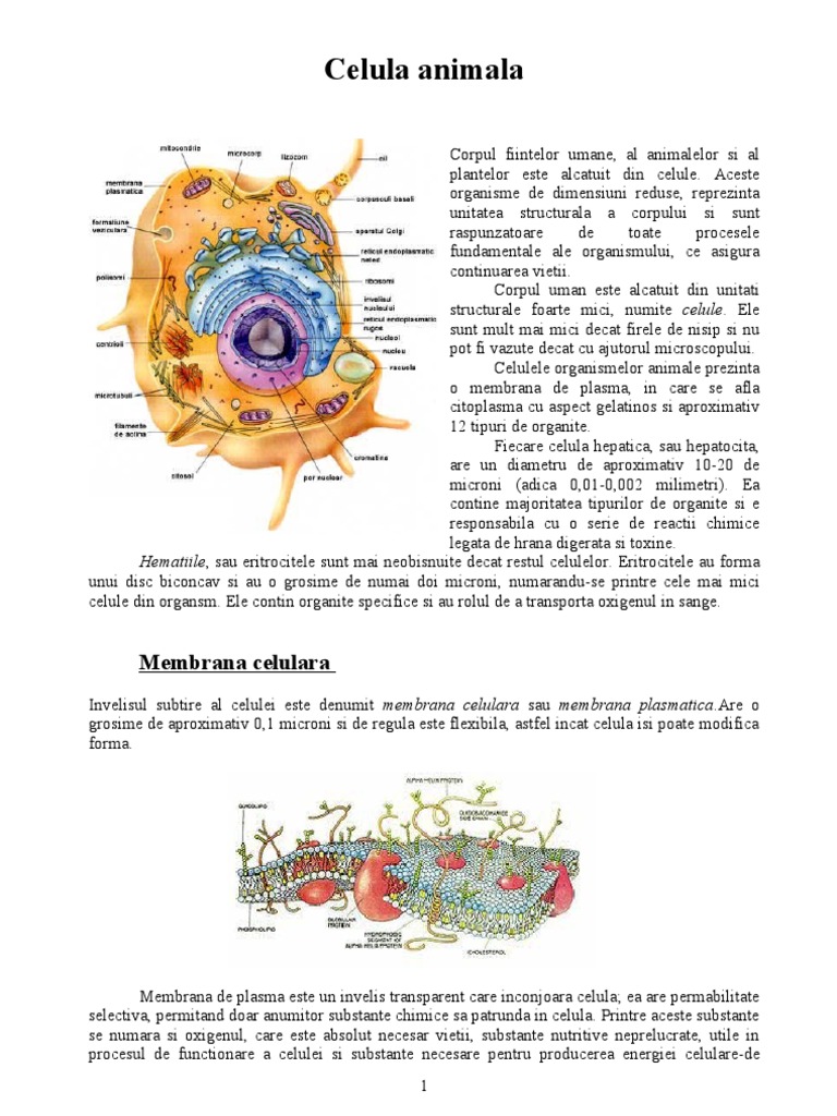 Celula animala