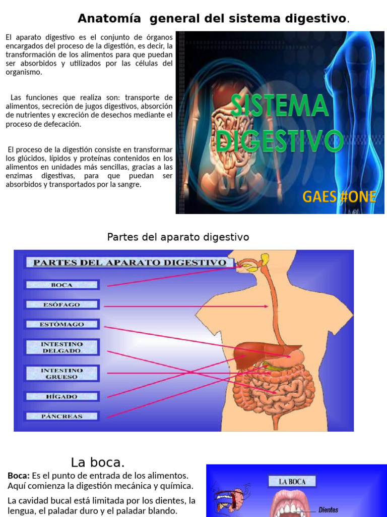Anatomía General Del Sistema Digestivo1 Pdf Digestión Estómago